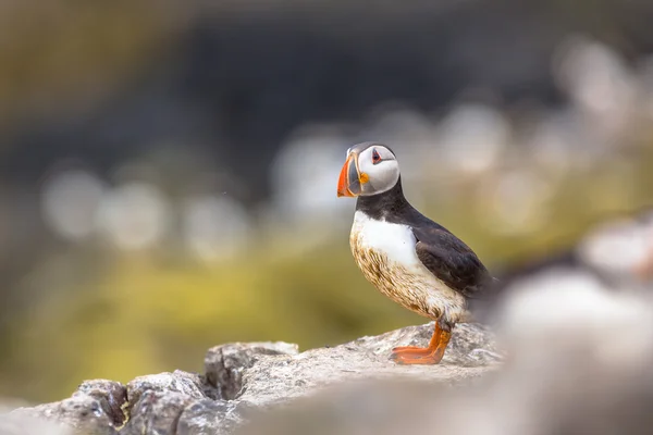 Puffin 서식 지에 있는 바위에 — 스톡 사진