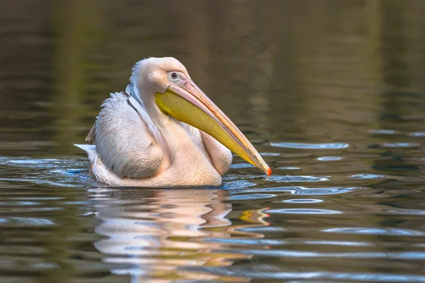 Pelikán bílý sidelook — Stock fotografie