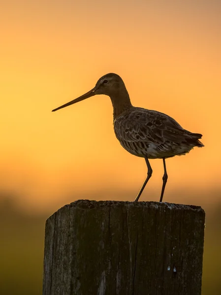 Uferschnepfe bei Sonnenuntergang im Mai — Stockfoto