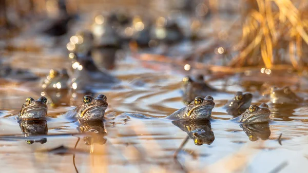 Grupo de ranas de apareamiento — Foto de Stock