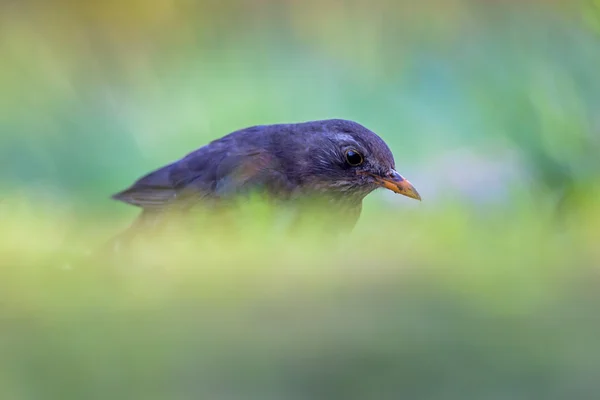 Pássaro-preto comum feminino — Fotografia de Stock