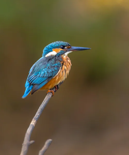 Gemensamma europeiska Kingfisher väntar — Stockfoto