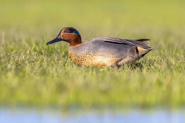 Male Common Teal — Stock Photo, Image