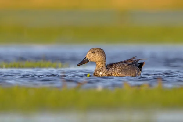 Male Gadwall swimming in wetland — Stock Photo, Image