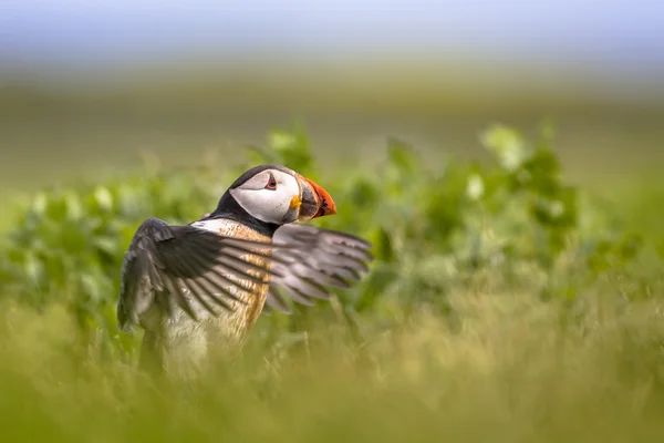 Papegaaiduiker vliegen — Stockfoto