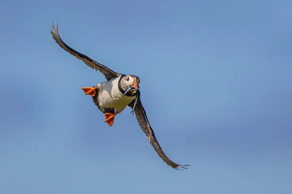 Летить птах Puffin — стокове фото