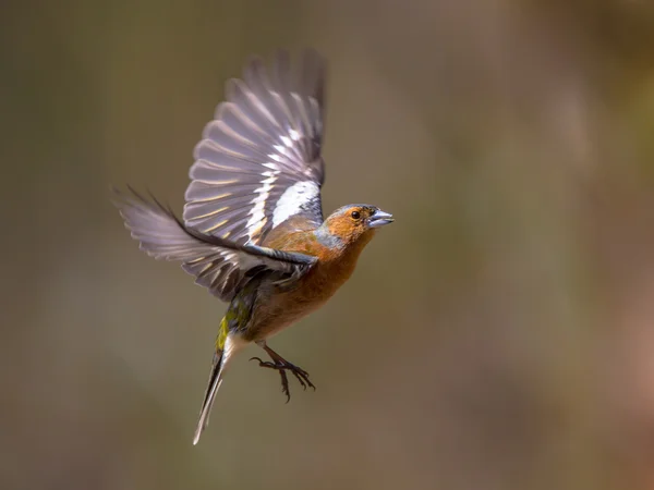 Летить птах Chaffinch — стокове фото