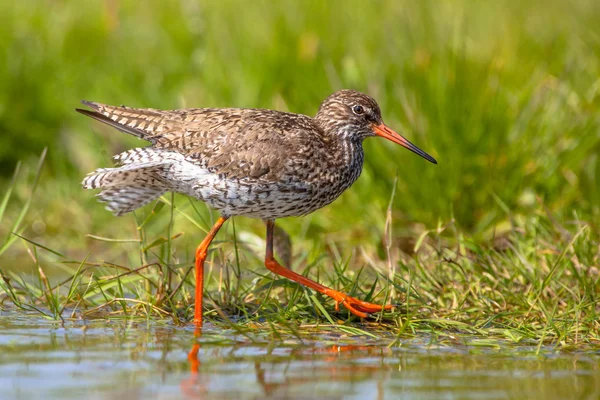 Caminhada comum Redshank — Fotografia de Stock