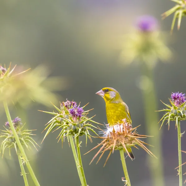 Greenfinch нагулу на насіння розторопші Ліцензійні Стокові Фото