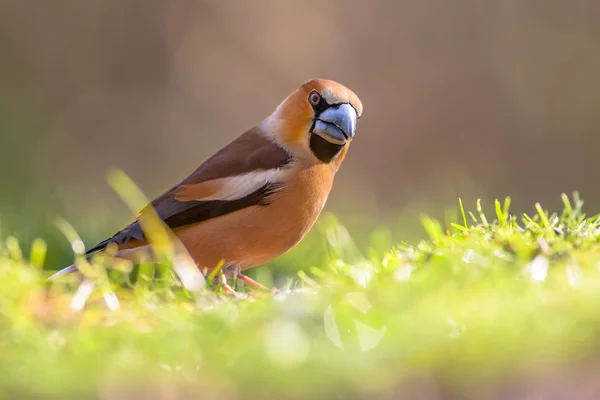 Hawfinch caminando en un césped — Foto de Stock