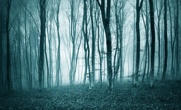 Kék színű fantasy-erdő — Stock Fotó