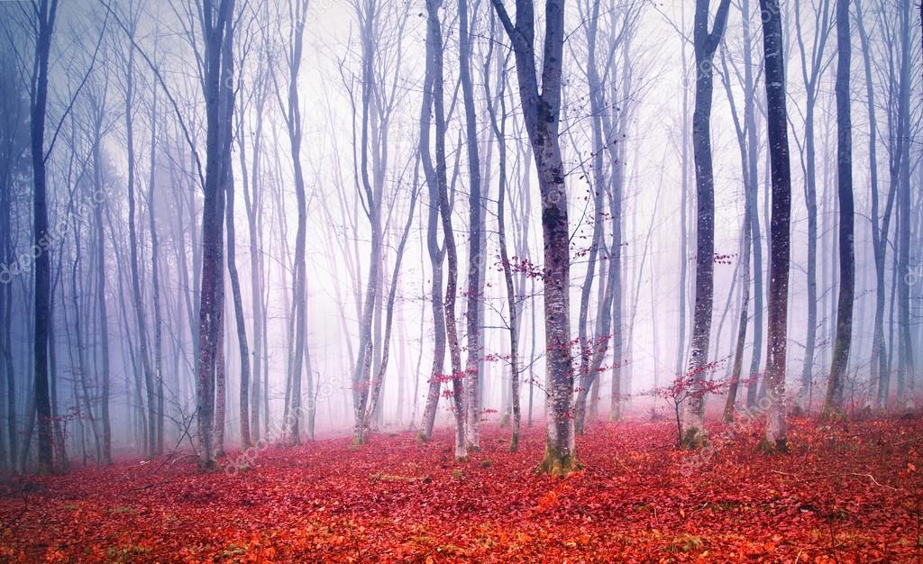 Lovely red colored leaves in foggy forest