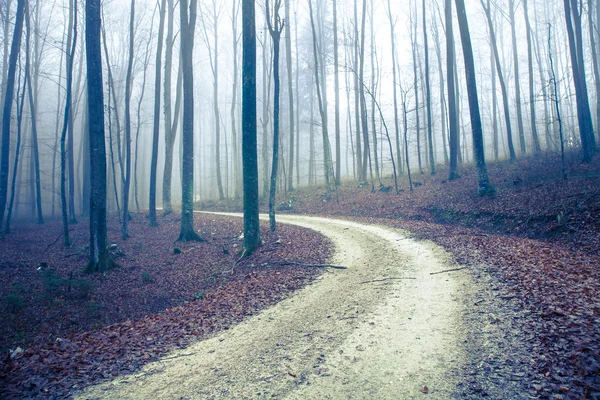 Mistige herfst seizoensgebonden bosweg met bomen — Stockfoto