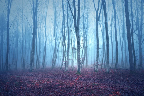 Autum sezon ormanda mistik sisli ışık — Stok fotoğraf