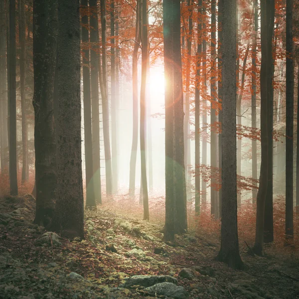 Herfst seizoen zonnig en mistige bos — Stockfoto