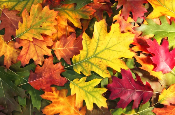 Artistic colorful oak autumn season leaves Stock Image