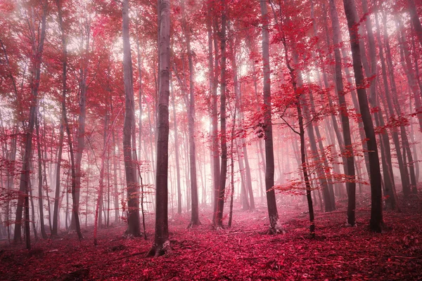 Forêt d'automne mystique saturée de rouge — Photo