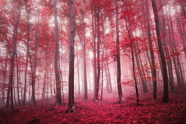 Red saturated mystic autumn season forest