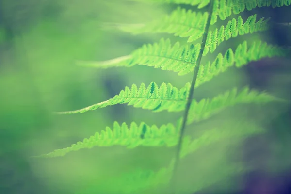 Vintage green blurred fern leaf