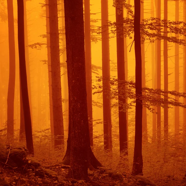 Vermelho sobre a floresta nebulosa saturada — Fotografia de Stock