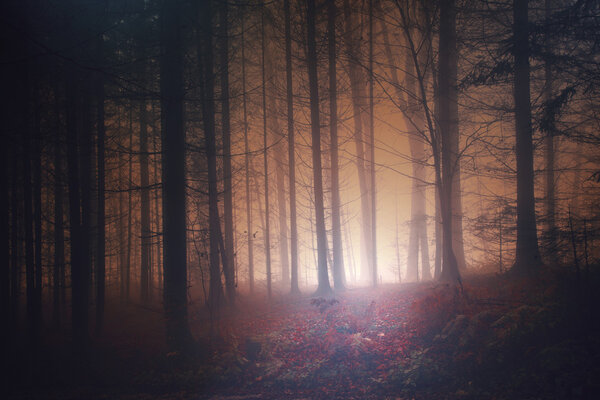 Creepy red foggy vintage forest scene. Color filter and vintage filter effect used.