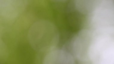 Soyut bulanık bokeh bahar yaprakları arka plan