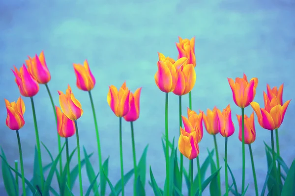 Beautiful orange violet color blurred tulip flowers