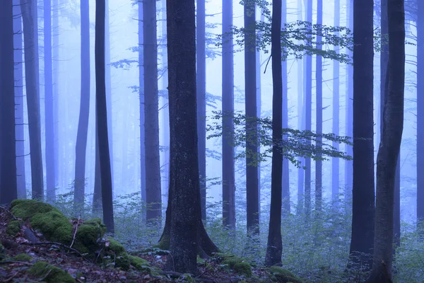 Ομιχλώδης δασώδης περιοχή μυστικιστική μπλε χρώμα — Φωτογραφία Αρχείου