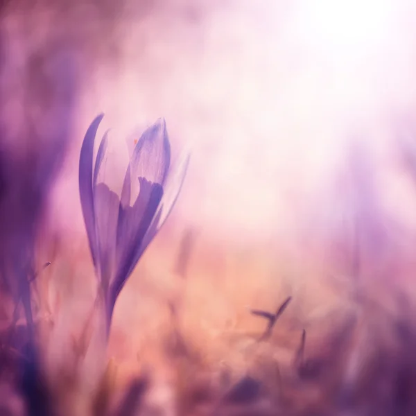 Homályos művészi tavaszi sáfrány virágot háttér — Stock Fotó