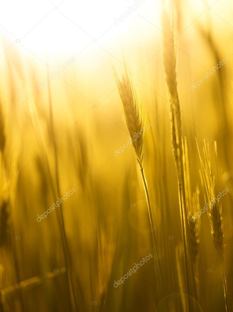 Sunny Golden Barley Field Background Stock Photo By C Robsonphoto