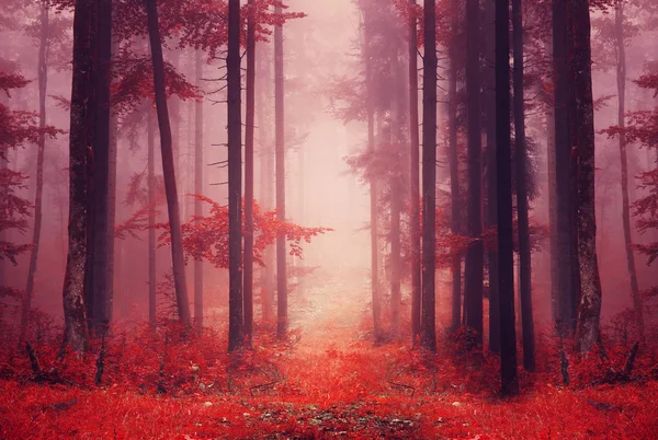 Red colored foggy forest path