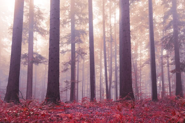 Beautiful magic light in wild forest