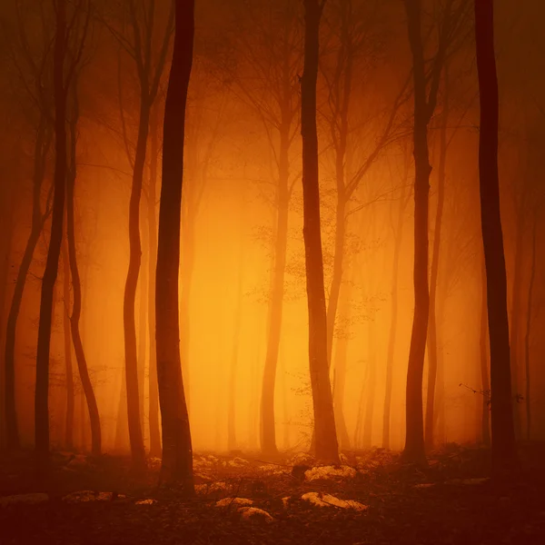 Ürkütücü kırmızı renk sisli orman