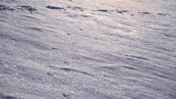 Invierno nieve profunda caminar — Vídeo de stock