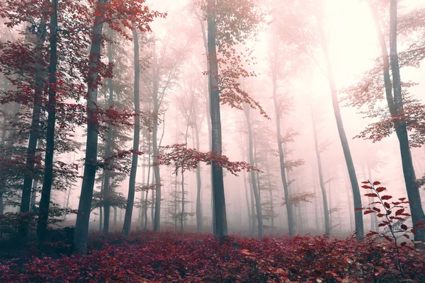 Beautiful red colored foggy forest landscape — Stock Photo, Image