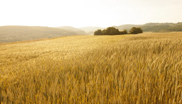 Adorável cor dourada paisagem campo de trigo ensolarado — Fotografia de Stock