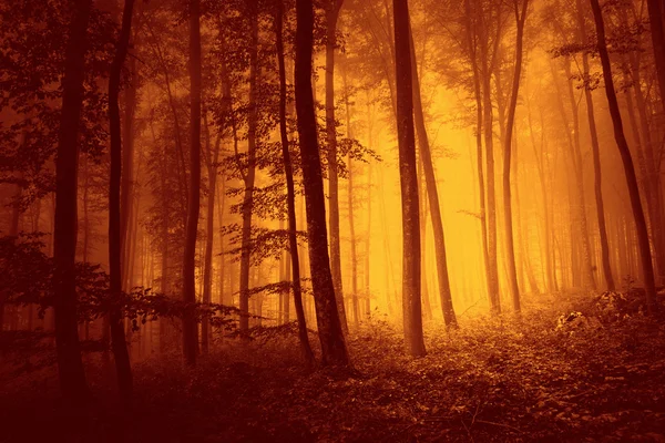 Red color over saturated foggy forest background — Stock Photo, Image