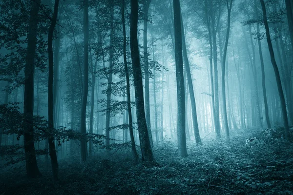 Dreamy mystic blue color foggy forest — Stock Photo, Image