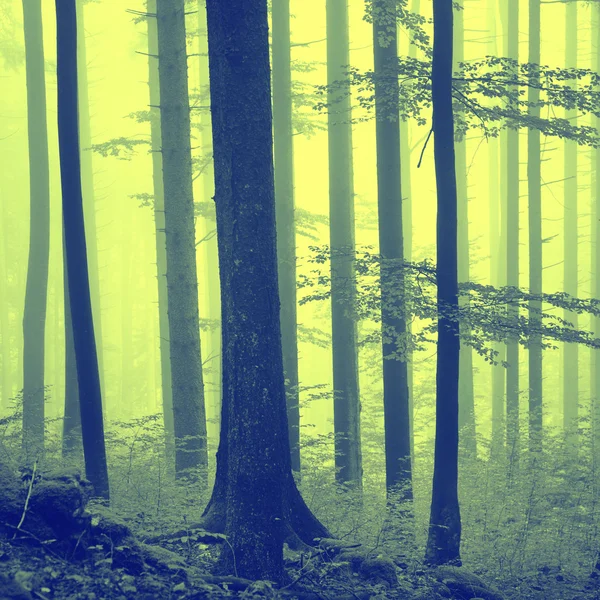 Fantasy żółty kolor zielony las — Zdjęcie stockowe
