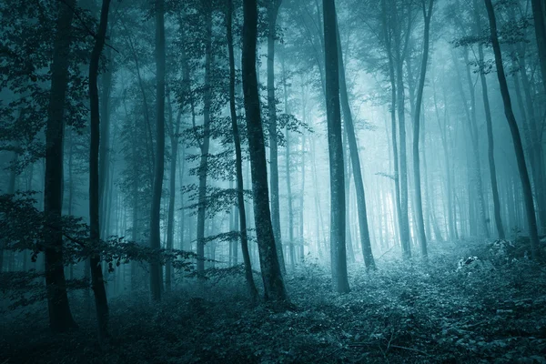 梦幻般的神秘蓝色迷雾森林 免版税图库图片