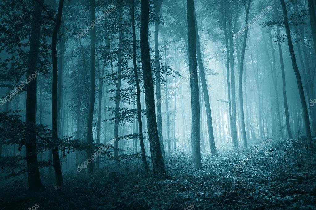 Dreamy mystic blue color foggy forest — Stock Photo © robsonphoto 73284783