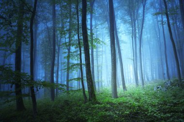 Magic blue color light in mystic forrest clipart