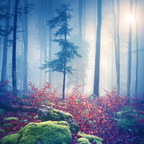 Magische licht in foggy forest met zon — Stockfoto