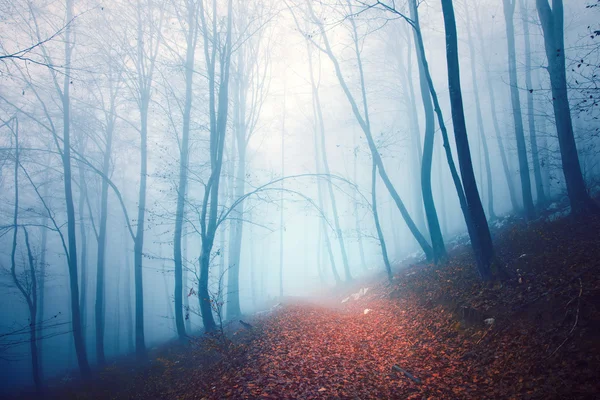 Gruselig gefärbter nebliger Waldweg — Stockfoto