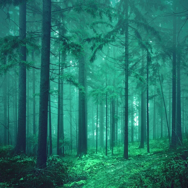 Magical green colored foggy fairytale forest — Stock Photo, Image