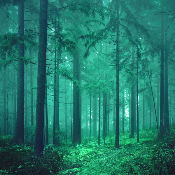 神奇的绿色彩雾童话森林 免版税图库图片