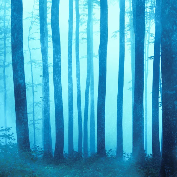 First snowfall in the foggy forest — Stock Photo, Image