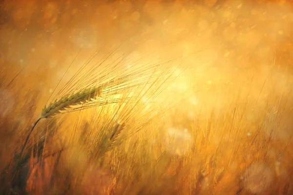 Kırsal güneşli buğday alan fantezi arka plan