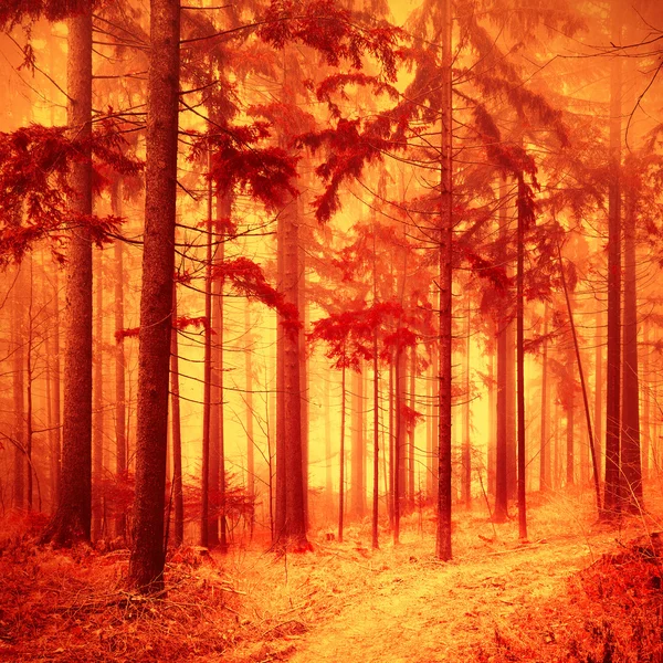 Fantasy red colored foggy forest