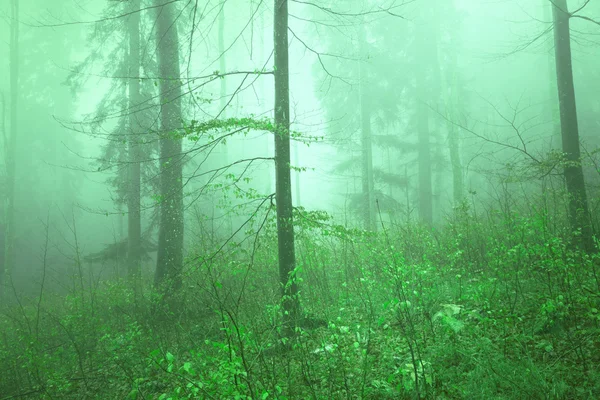 Zelené barevné Lesní krajina — Stock fotografie